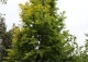 metasekwoja chińska GOLDRUSH 'Ogon' - Metasequoia glyptostroboides GOLDRUSH 'Ogon' 