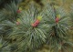sosna koreańska 'Silveray' - Pinus koraiensis 'Silveray' 