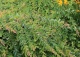 wierzba całolistna 'Pendula' - Salix integra 'Pendula' 