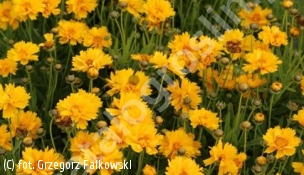 nachyłek wielkokwiatowy 'Early Sunrise' - Coreopsis grandiflora 'Early Sunrise' 