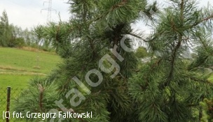 sosna wydmowa 'Pendula' - Pinus contorta 'Pendula' 