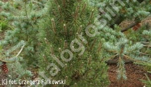 sosna czarna 'Komet' - Pinus nigra 'Komet' 
