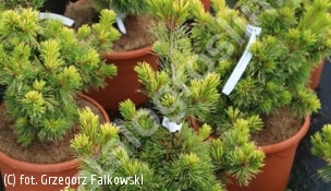 sosna drobnokwiatowa ‘Goldilocks’ - Pinus parviflora 'Goldilocks' 