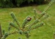 sosna drobnokwiatowa 'Ichi-no-se' - Pinus parviflora 'Ichi-no-se' 