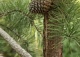 sosna kłująca - Pinus pungens 