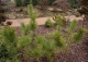 sosna Thunberga 'Ogon' - Pinus thunbergii 'Ogon' 