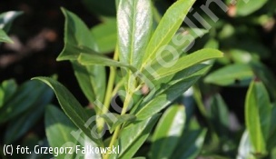 laurowiśnia wschodnia 'Caucasica' - Prunus laurocerasus 'Caucasica' 