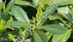 laurowiśnia wschodnia 'Rotundifolia' - Prunus laurocerasus 'Rotundifolia' 