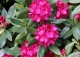 różanecznik 'America' - Rhododendron 'America' 