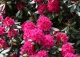 różanecznik 'America' - Rhododendron 'America' 