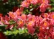 azalia 'Bouquet de Flore' - Rhododendron 'Bouquet de Flore' 