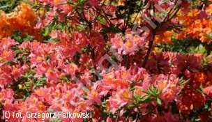 azalia 'Bouquet de Flore' - Rhododendron 'Bouquet de Flore' 
