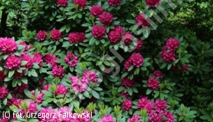 różanecznik 'Dr H.C.Dresselhuys' - Rhododendron 'Dr H.C.Dresselhuys' 