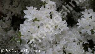 azalia 'Palestrina' - Rhododendron 'Palestrina' 