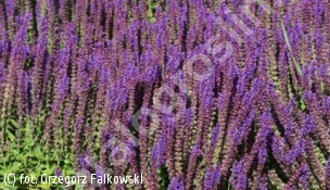 szałwia omszona 'Ostfriesland' - Salvia nemorosa 'Ostfriesland' 