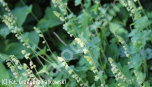 telima wielkokwiatowa - Tellima grandiflora 