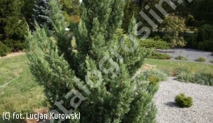 jałowiec chiński 'Blue Point' - Juniperus chinensis 'Blue Point' 