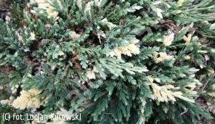 jałowiec płożący 'Villa Maria' - Juniperus horizontalis 'Villa Marie' 