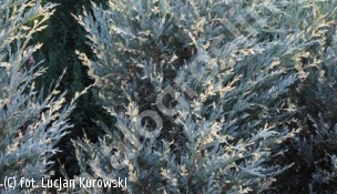 jałowiec skalny 'Moonglow Variegated' - Juniperus scopulorum 'Moonglow Variegated' 