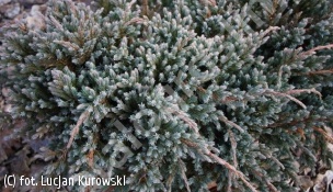 jałowiec łuskowaty 'Blue Spider' - Juniperus squamata 'Blue Spider' 