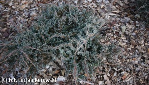 jałowiec łuskowaty 'Blue Spider' - Juniperus squamata 'Blue Spider' 