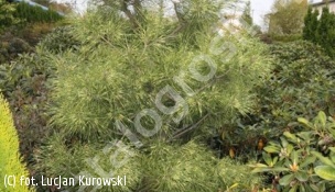 sosna gęstokwiatowa 'Golden Ghost' - Pinus densiflora 'Golden Ghost' 
