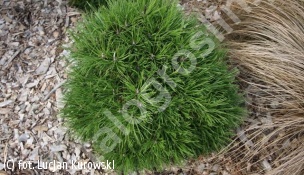 sosna kosodrzewina 'Hesse' - Pinus mugo 'Hesse' 