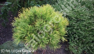 sosna kosodrzewina 'Jalubi' - Pinus mugo 'Jalubi' 