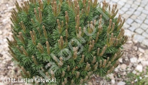 sosna kosodrzewina 'Litomyšl' - Pinus mugo 'Litomyšl' 