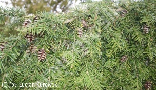 choina zachodnia - Tsuga heterophylla 