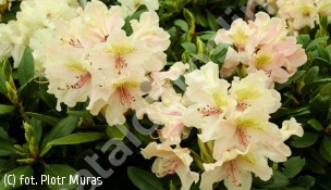 różanecznik 'Fryderyk' - Rhododendron 'Fryderyk' PBR