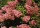 hortensja bukietowa VANILLE-FRAISE 'Renhy' - Hydrangea paniculata VANILLE-FRAISE 'Renhy' PBR