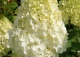 hortensja bukietowa 'Polar Bear' - Hydrangea paniculata 'Polar Bear' PBR
