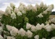 hortensja bukietowa 'Phantom' - Hydrangea paniculata 'Phantom' 