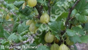 agrest 'Invicta' - Ribes uva-crispa 'Invicta' 