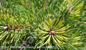 sosna kosodrzewina 'Billabong' - Pinus mugo subsp. uncinata 'Billabong' 