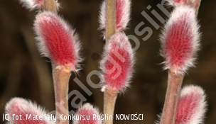 wierzba smukłoszyjkowa 'Mt Aso' - Salix gracilistyla 'Mt Aso' 