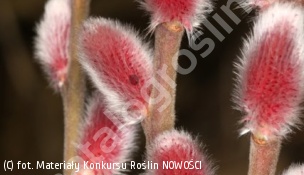 wierzba smukłoszyjkowa 'Mt Aso' - Salix gracilistyla 'Mt Aso' 