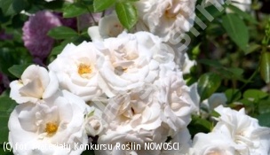róża ASPIRIN ROSE 'Taniripsa' - Rosa ASPIRIN ROSE 'Taniripsa' PBR