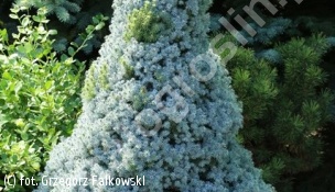 świerk biały 'Sander's Blue' - Picea glauca 'Sander's Blue' 