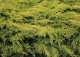 jałowiec Pfitzera 'Gold Star' - Juniperus ×pfitzeriana 'Gold Star' 