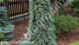jałowiec płożący ICEE BLUE 'Monber' - Juniperus horizontalis ICEE BLUE 'Monber' PBR