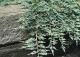 jałowiec płożący ICEE BLUE 'Monber' - Juniperus horizontalis ICEE BLUE 'Monber' PBR