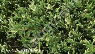 jałowiec pospolity 'Spotty Spreader' - Juniperus communis 'Spotty Spreader' 