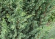jałowiec chiński 'Blaauw' - Juniperus chinensis 'Blaauw' 