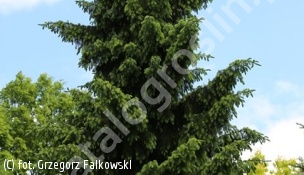 świerk serbski - Picea omorika 
