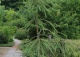 świerk pospolity 'Cranstonii' - Picea abies 'Cranstonii' 
