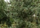 sosna drobnokwiatowa 'Negishi' - Pinus parviflora 'Negishi' 