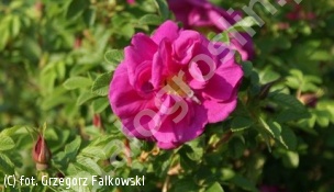 róża pomarszczona - Rosa rugosa 
