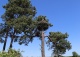 sosna pospolita - Pinus sylvestris 